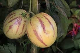 Melon Pear Fruit Unique And Tasty Fruits For Kitchen Fruit Seeds