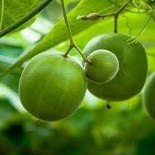 Luo Han Guo Fruit Growing Sweet Medicinal Fruits For Kitchen Fruit Seeds