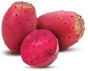 Prickly Pear Fruit Cactus Lovers Hardy Resilient For Sustainable Fruit Seeds