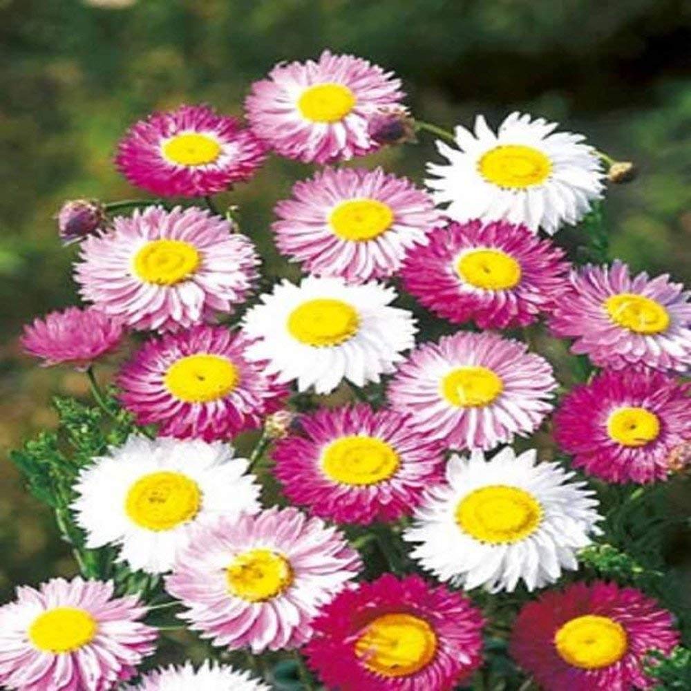 Mixed Chamomile Flower Seeds