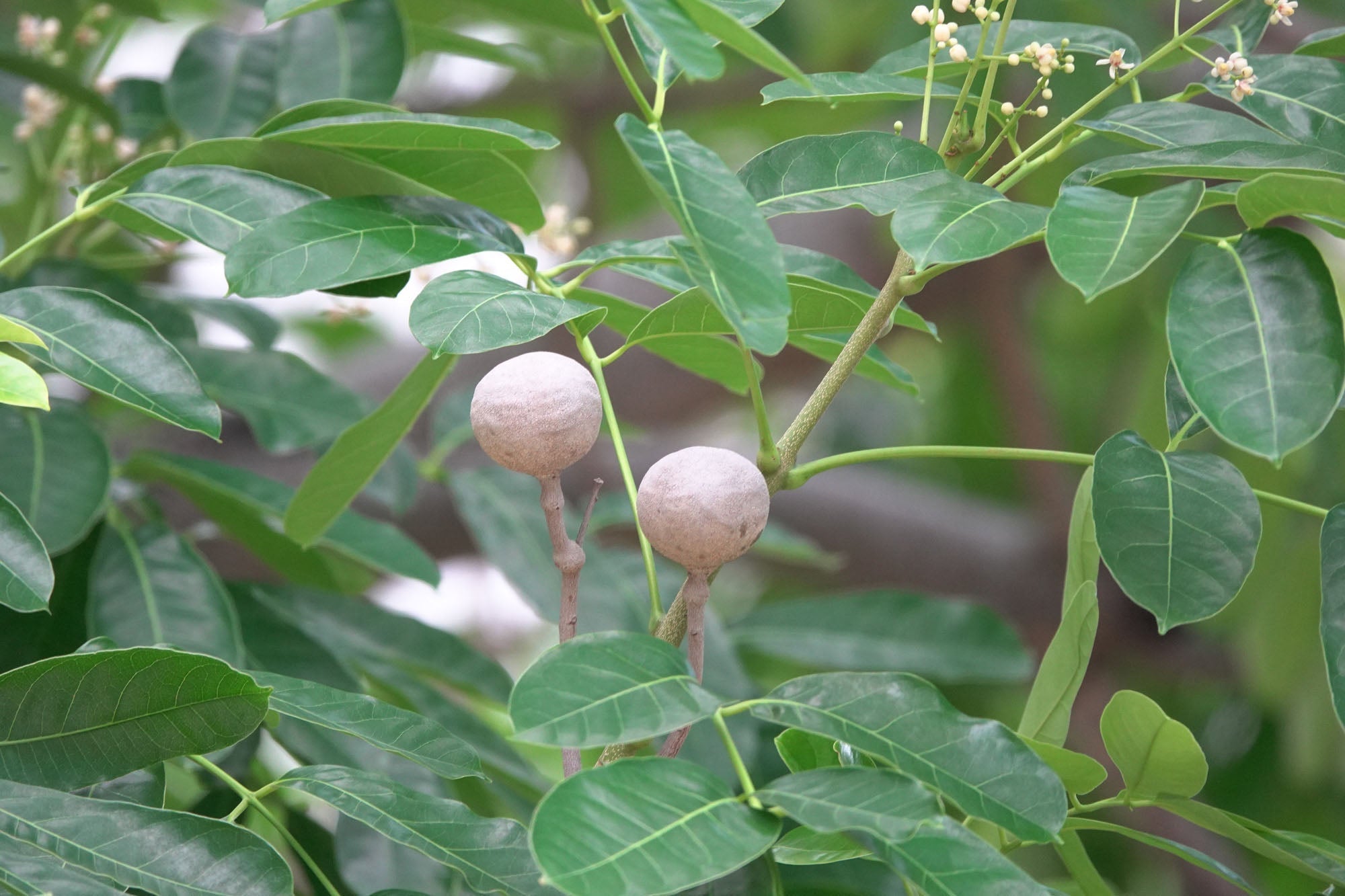 Khaya Senegalensis Fruit Hardy And Fruitful Tree Growth Fruit Seeds