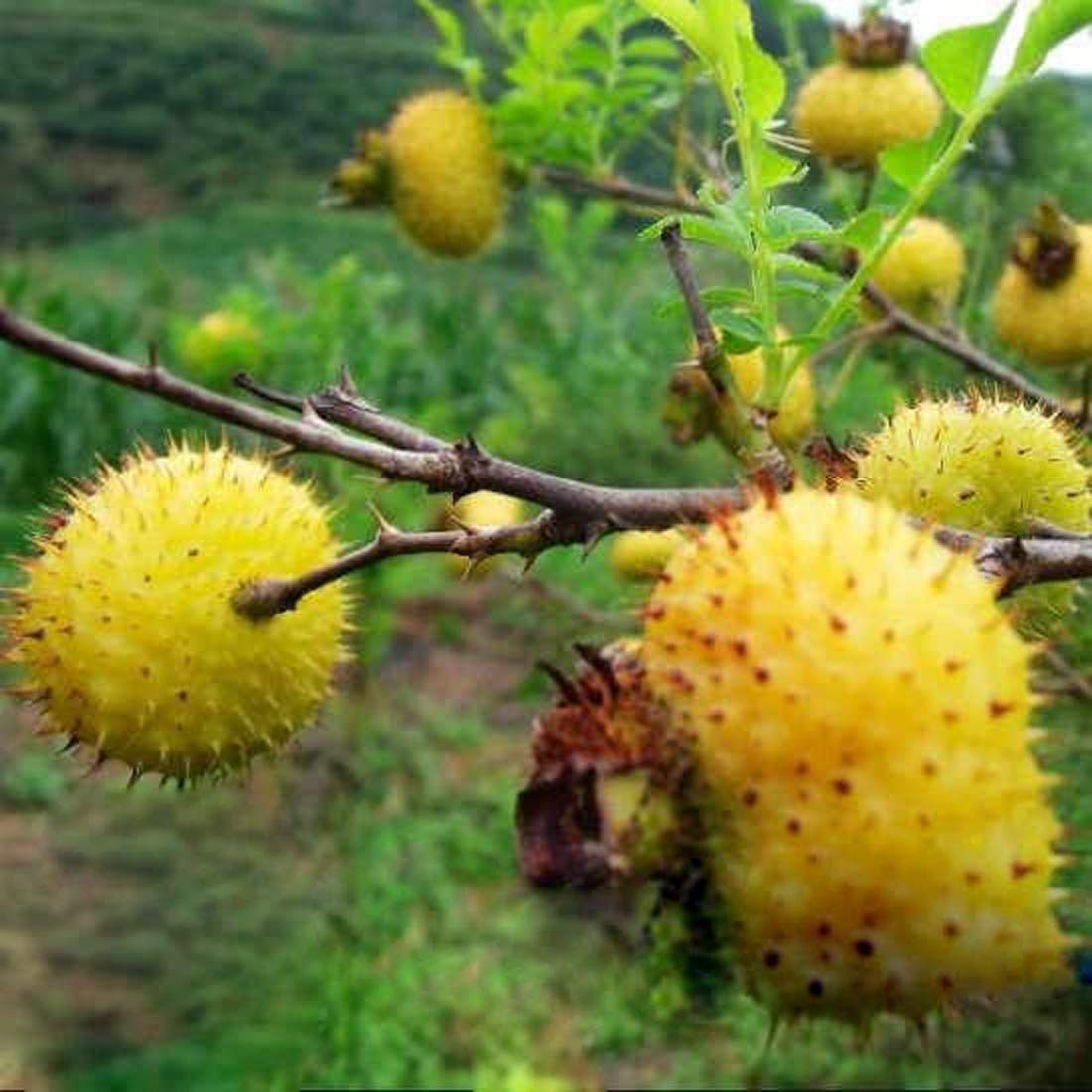 wild rosa roxbunghii fruit rare for Fruit Seeds