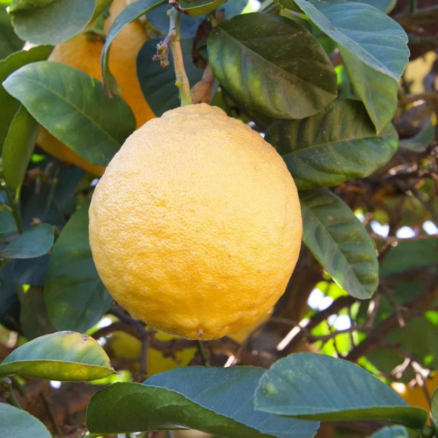 ponderosa lemon fruit for planting grow Fruit Seeds