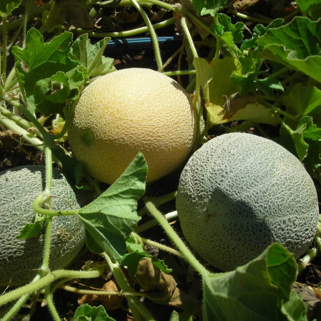 Orange Musk Melon Fruit Seeds