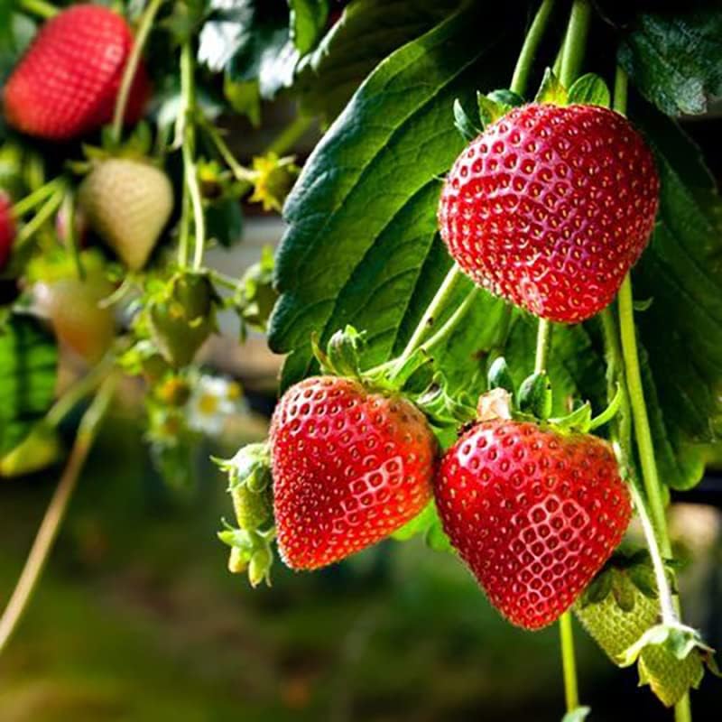 Japanese Hokowase Strawberry Sweet Early Fruit Seeds