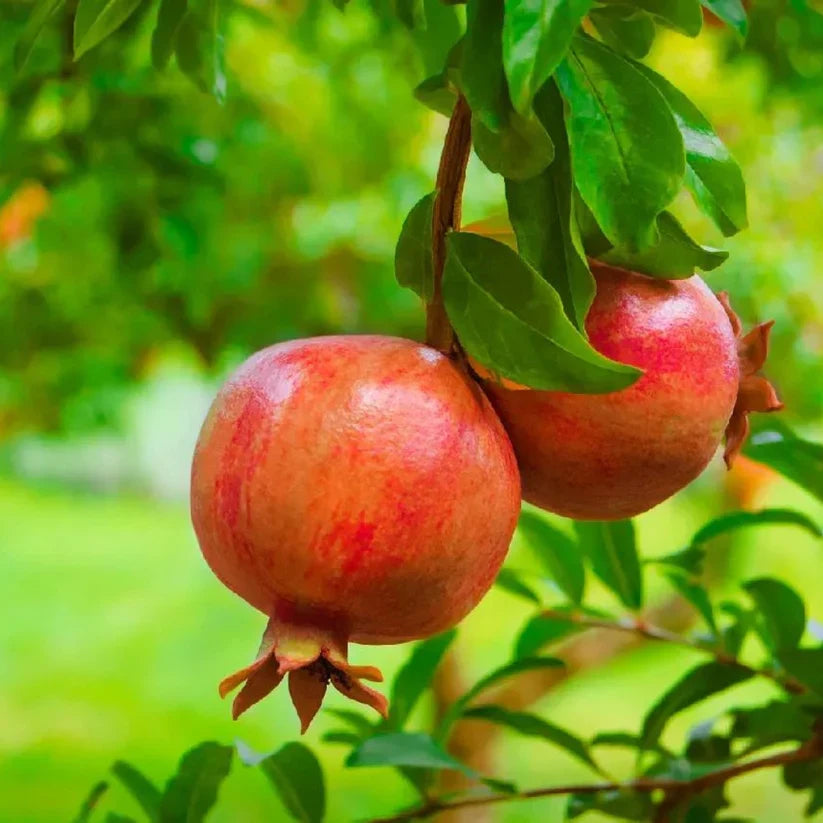 Burgundy Pomegranate Super Juicy Soft Fruit Seeds