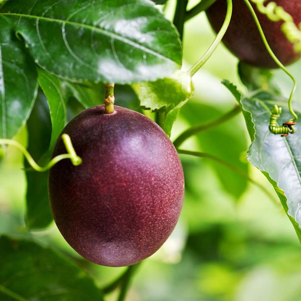 Passion Tropical Exotic Vines Fruits Fruit Seeds