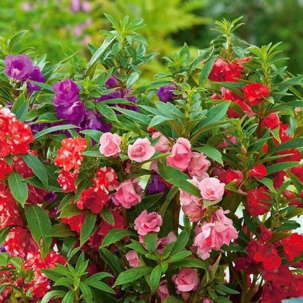 Red Leptospermum Flower Seeds