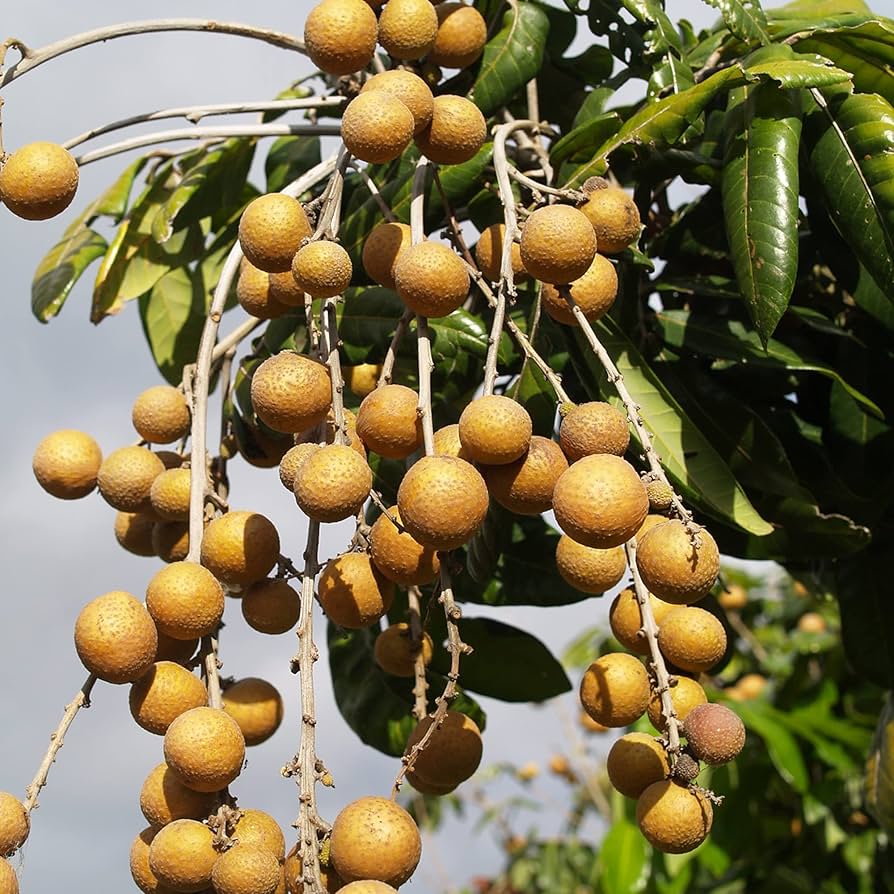 Longan Fruit Tropical And Sweet Fruits Fruit Seeds