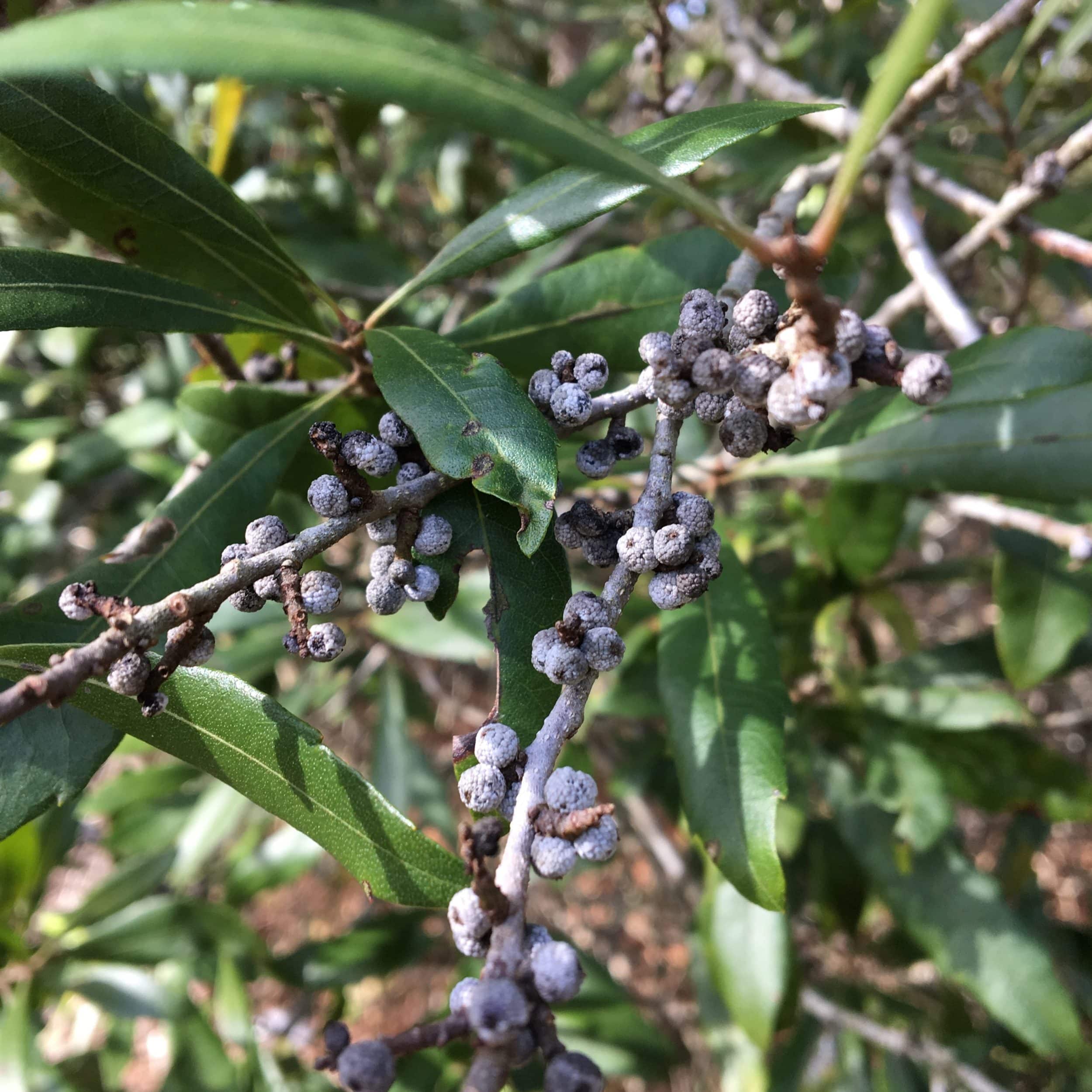 Wax Myrtle Southern Fruit Grow Your Own Aromatic Trees Fruit Seeds