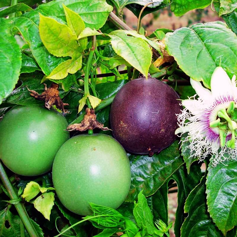 High Yield Passion Abundant Tropical Fruit Seeds