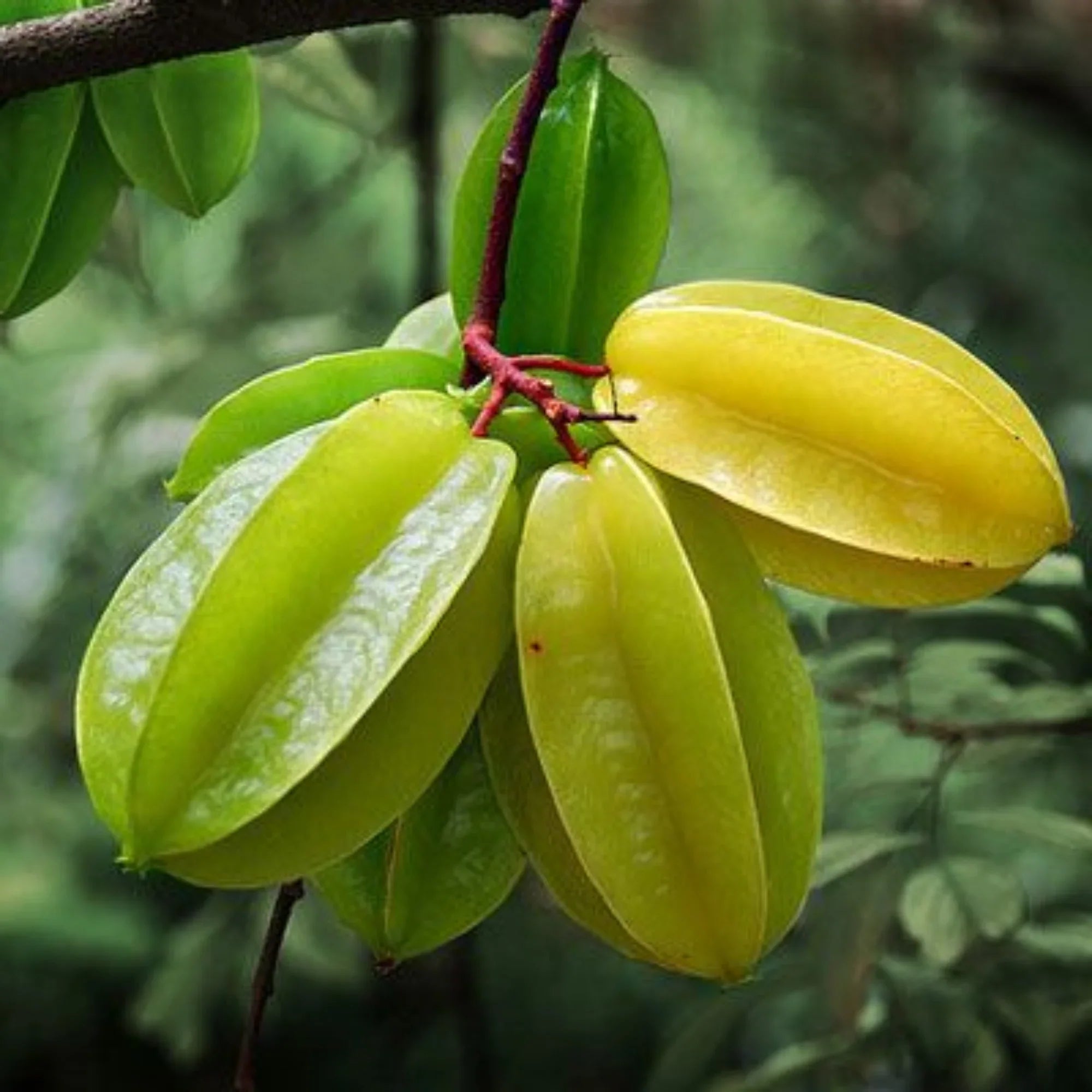 Averrhoa Fruit Exotic And Tangy Trees Fruit Seeds