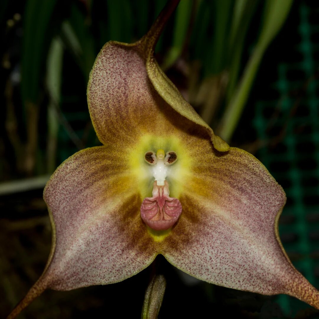 Brown Duck Orchid Flower Seeds - Heirloom Non GMO Premium Garden Seeds for Planting