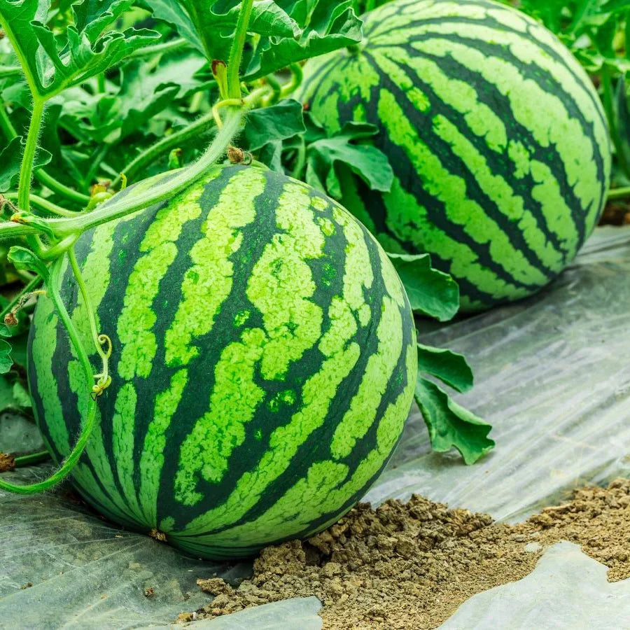 red watermelon fruit perfect for summer Fruit Seeds