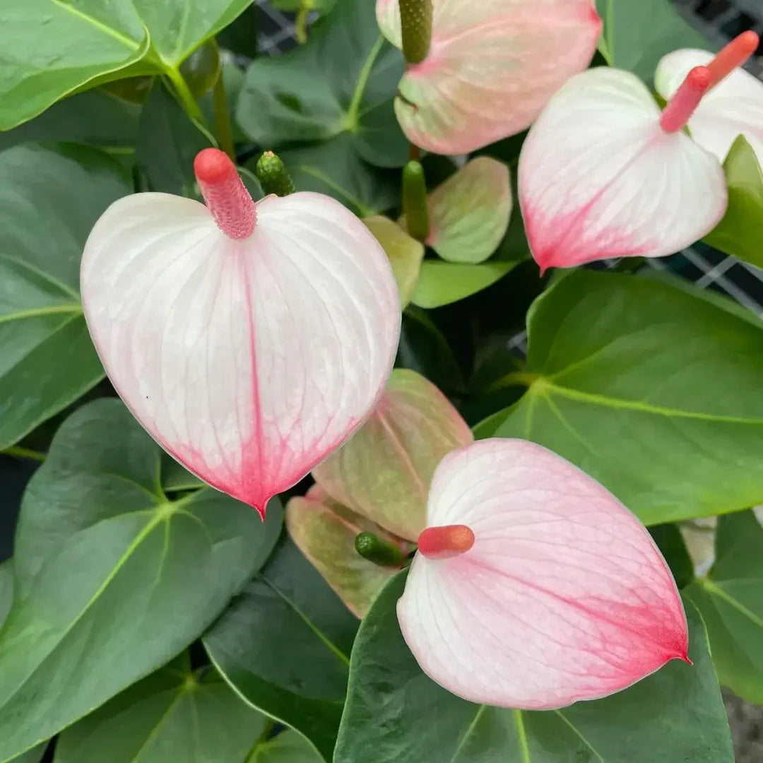Heirloom Anthurium Princess Amalia Elegance Flower Seeds - Non-GMO, High Germination Seeds