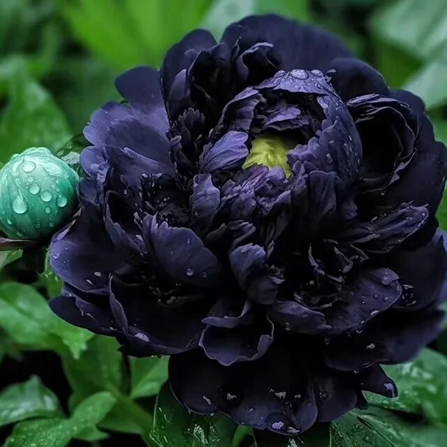 Black Peony Flower Seeds