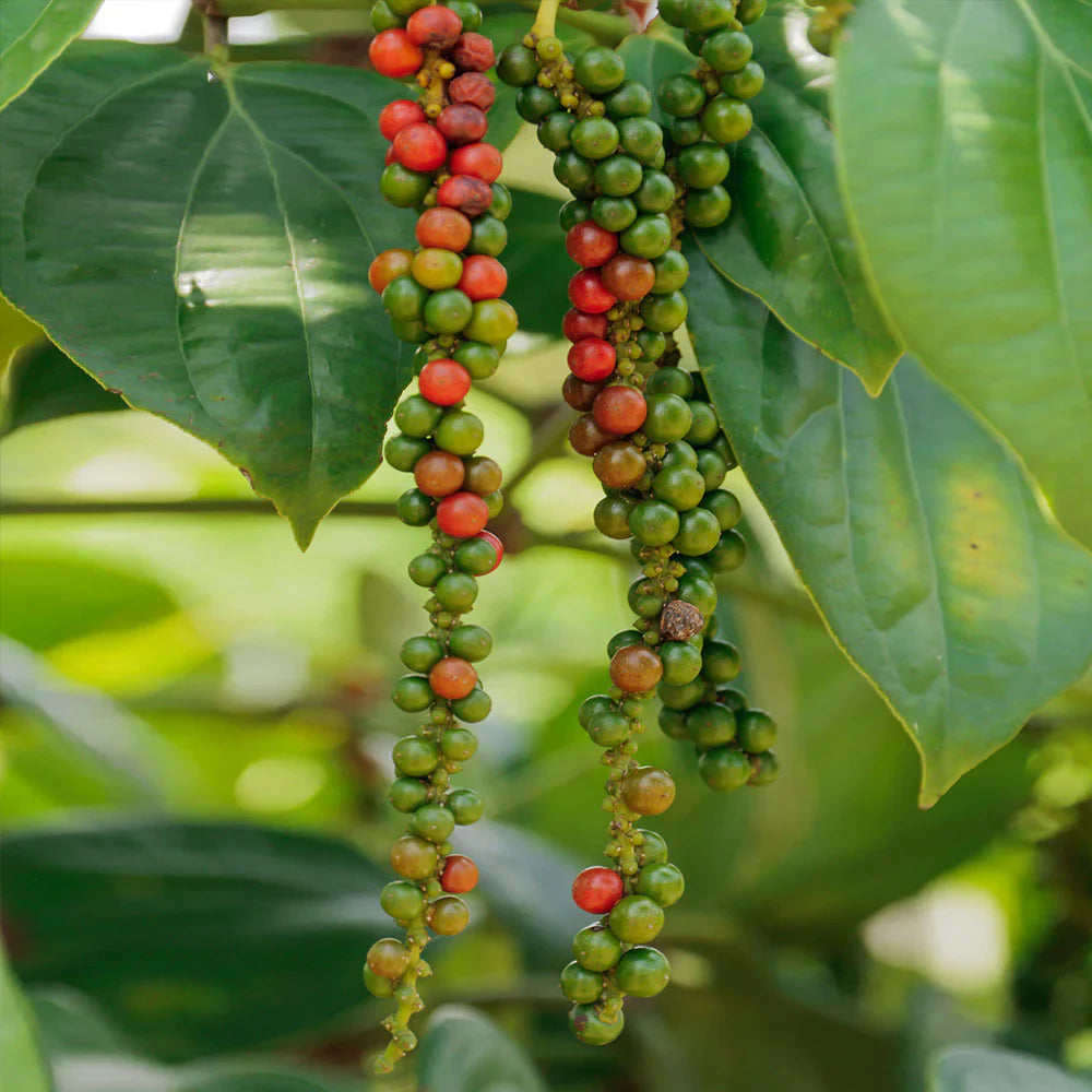 piper nigrum fruit grow peppercorns for Fruit Seeds