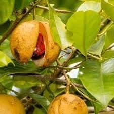 myristica fragrans fruit for growing nutmeg trees Fruit seeds