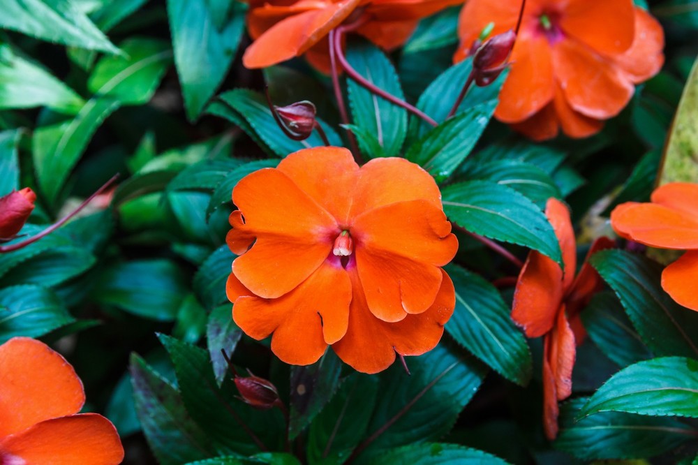 Orange Impatiens Flower Seeds