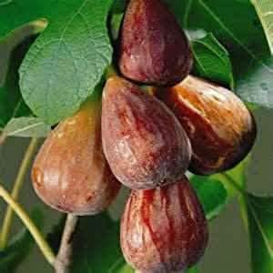 brown turkish fruit ideal for growing unique fruits Fruit seeds
