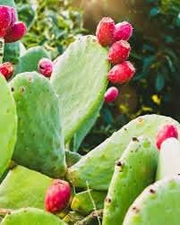 Nopalina Nopalea Fruit Growing Hardy Nutrient Rich Cactus Fruits Fruit Seeds