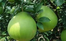 pomelo fruit for planting Fruit seeds