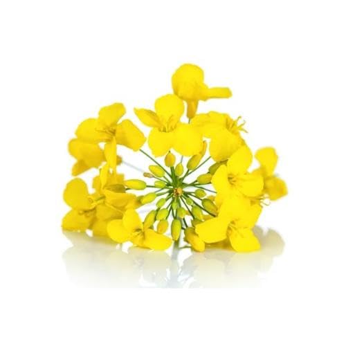 Yellow Rapeseed Flower Seeds