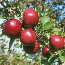 red apple fruit for planting classic orchard fruits Fruit seeds