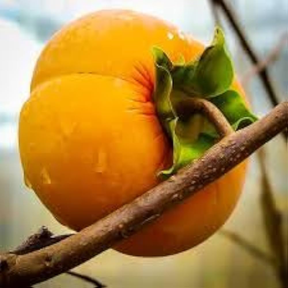 Persimmon Delicious Fruit Tree Seeds