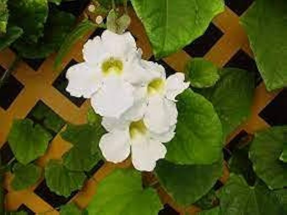 Phalaris Aquatica Grass Plant