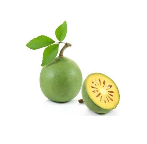 green aegle marmelos fruit Fruit Seeds organic garden seeds