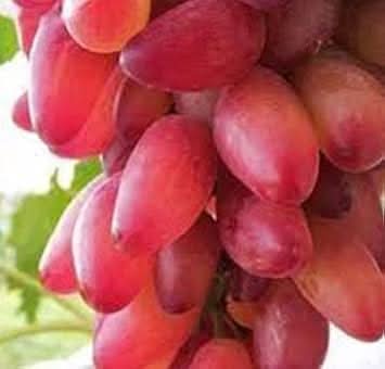 gold finger grape for planting growing sweet red grapes heirloom Fruit seeds