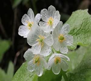 Diphylleia Flower Seeds 