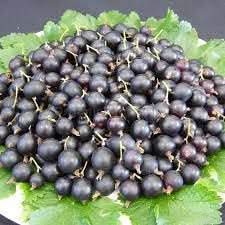 Jostaberry Fruit Cultivating Hardy Juicy Berries Gmo Free Fruit Seeds