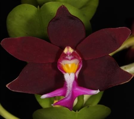 trichoglottis Flower Seeds