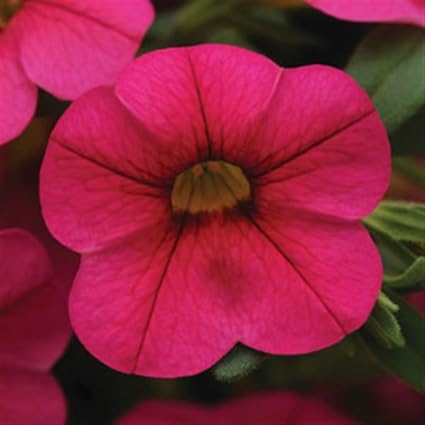 Calibrachoa Flower Seeds