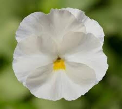 White Giant Pansy Flower Seeds