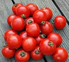 new fresh arctic plenty fruit hardy fruits for cold climate gardens Fruit seeds