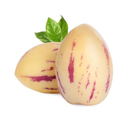 Pink Cream Passion Fruits . Fruit fruit seeds for organic garden planting