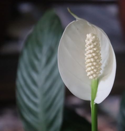 Anthurium Flower Seeds