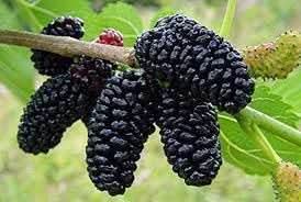 Mulberry Fruit For Cultivating Sweet Nutrient Rich Mulberries For Landscape Gardening Fruit Seeds
