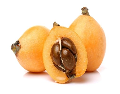yellow loquat fruit Fruit Seeds organic garden seeds