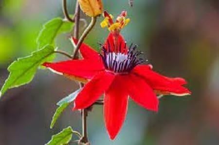 Passiflora Flower Seeds