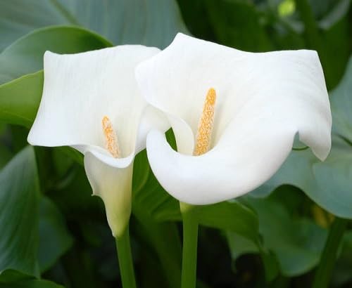 callalily flower seeds flower