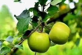 light green apple fruit for planting crisp sweet apples to grow in your backyard Fruit seeds