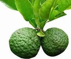 Kaffir Lime Fruit Aromatic Citrus Growth Culinary Use For Fruit Seeds
