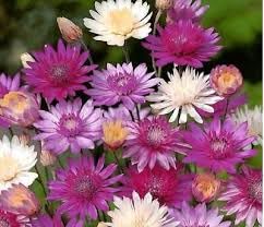 Xeranthemum Flower Seeds