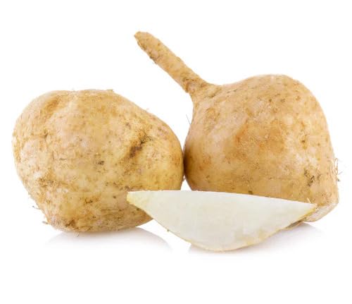 Cream jicama vegetable seeds for Home Gardening, Nutritious Backyard Harvest Collection for kitchen garden planting