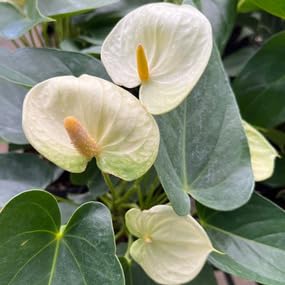 Yellow Anthurium Flower Seeds