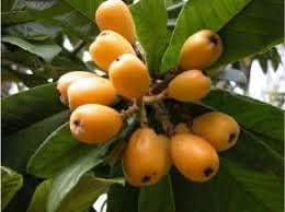 yellow loquat fruit for planting Fruit seeds